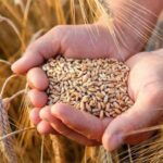 Аграрії Вінниччини продовжують збирати сільськогосподарські культури