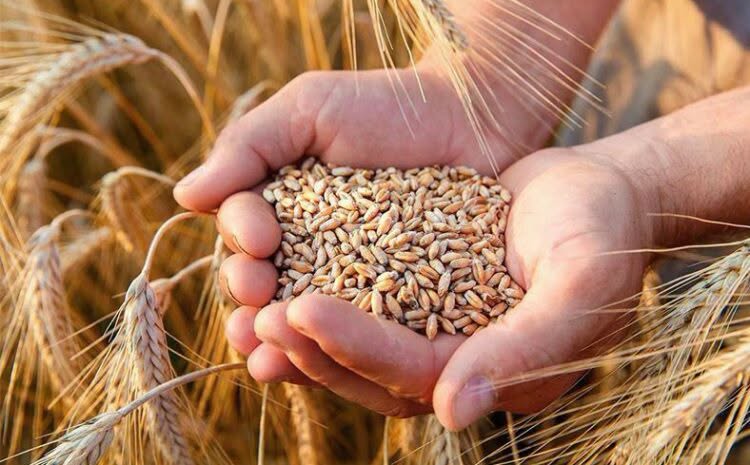 Аграрії Вінниччини продовжують збирати сільськогосподарські культури